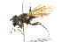  ( - CNC DIPTERA 101787)  @12 [ ] CreativeCommons - Attribution (2011) CNC/CBG Photography Group Centre for Biodiversity Genomics