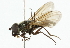  ( - CNC DIPTERA 101788)  @13 [ ] CreativeCommons - Attribution (2011) CNC/CBG Photography Group Centre for Biodiversity Genomics