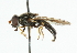  ( - CNC DIPTERA 101792)  @13 [ ] CreativeCommons - Attribution (2011) CNC/CBG Photography Group Centre for Biodiversity Genomics