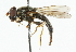  ( - CNC DIPTERA 101794)  @12 [ ] CreativeCommons - Attribution (2011) CNC/CBG Photography Group Centre for Biodiversity Genomics