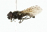  ( - CNC DIPTERA 101799)  @12 [ ] CreativeCommons - Attribution (2011) CNC/CBG Photography Group Centre for Biodiversity Genomics