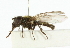  ( - CNC DIPTERA 101814)  @13 [ ] CreativeCommons - Attribution (2011) CNC/CBG Photography Group Centre for Biodiversity Genomics