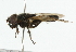  ( - CNC DIPTERA 101838)  @12 [ ] CreativeCommons - Attribution (2011) CNC/CBG Photography Group Centre for Biodiversity Genomics