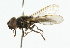  ( - CNC DIPTERA 101840)  @13 [ ] CreativeCommons - Attribution (2011) CNC/CBG Photography Group Centre for Biodiversity Genomics