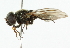  ( - CNC DIPTERA 101841)  @13 [ ] CreativeCommons - Attribution (2011) CNC/CBG Photography Group Centre for Biodiversity Genomics