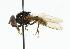  ( - CNC DIPTERA 101865)  @11 [ ] CreativeCommons - Attribution (2011) CNC/CBG Photography Group Centre for Biodiversity Genomics