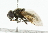  ( - CNC DIPTERA 101868)  @13 [ ] CreativeCommons - Attribution (2011) CNC/CBG Photography Group Centre for Biodiversity Genomics