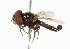  ( - CNC DIPTERA 101873)  @12 [ ] CreativeCommons - Attribution (2011) CNC/CBG Photography Group Centre for Biodiversity Genomics