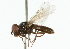  ( - CNC DIPTERA 101874)  @12 [ ] CreativeCommons - Attribution (2011) CNC/CBG Photography Group Centre for Biodiversity Genomics