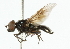  (Chrysogaster viduata - CNC DIPTERA 101875)  @13 [ ] CreativeCommons - Attribution (2011) CNC/CBG Photography Group Centre for Biodiversity Genomics