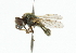  (Chrysogaster sp. 4 - CNC DIPTERA 101876)  @11 [ ] CreativeCommons - Attribution (2011) CNC/CBG Photography Group Centre for Biodiversity Genomics