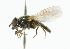  ( - CNC DIPTERA 101877)  @11 [ ] CreativeCommons - Attribution (2011) CNC/CBG Photography Group Centre for Biodiversity Genomics