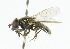  ( - CNC DIPTERA 101878)  @11 [ ] CreativeCommons - Attribution (2011) CNC/CBG Photography Group Centre for Biodiversity Genomics