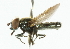  ( - CNC DIPTERA 101879)  @11 [ ] CreativeCommons - Attribution (2011) CNC/CBG Photography Group Centre for Biodiversity Genomics