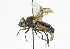  (Chrysogaster sp. 2 - CNC DIPTERA 101880)  @11 [ ] CreativeCommons - Attribution (2011) CNC/CBG Photography Group Centre for Biodiversity Genomics