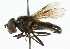  ( - CNC DIPTERA 101883)  @14 [ ] CreativeCommons - Attribution (2011) CNC/CBG Photography Group Centre for Biodiversity Genomics