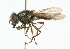  (Chrysogaster virescens - CNC DIPTERA 101887)  @13 [ ] CreativeCommons - Attribution (2011) CNC/CBG Photography Group Centre for Biodiversity Genomics