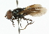  ( - CNC DIPTERA 101889)  @13 [ ] CreativeCommons - Attribution (2011) CNC/CBG Photography Group Centre for Biodiversity Genomics