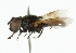  (Chrysogaster basalis - CNC DIPTERA 101891)  @13 [ ] CreativeCommons - Attribution (2011) CNC/CBG Photography Group Centre for Biodiversity Genomics