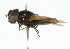  (Chrysogaster cemiteriorum - CNC DIPTERA 101893)  @13 [ ] CreativeCommons - Attribution (2011) CNC/CBG Photography Group Centre for Biodiversity Genomics