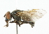  ( - CNC DIPTERA 101895)  @11 [ ] CreativeCommons - Attribution (2011) CNC/CBG Photography Group Centre for Biodiversity Genomics