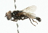  (Melanogaster aerosa - CNC DIPTERA 101896)  @13 [ ] CreativeCommons - Attribution (2011) CNC/CBG Photography Group Centre for Biodiversity Genomics