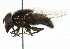  (Copestylum anna - CNC DIPTERA 101898)  @14 [ ] CreativeCommons - Attribution (2011) CNC/CBG Photography Group Centre for Biodiversity Genomics