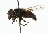  ( - CNC DIPTERA 101899)  @11 [ ] CreativeCommons - Attribution (2011) CNC/CBG Photography Group Centre for Biodiversity Genomics