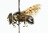  ( - CNC DIPTERA 101900)  @11 [ ] CreativeCommons - Attribution (2011) CNC/CBG Photography Group Centre for Biodiversity Genomics