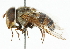  (Copestylum isabellina - CNC DIPTERA 101905)  @15 [ ] CreativeCommons - Attribution (2011) CNC/CBG Photography Group Centre for Biodiversity Genomics