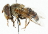  ( - CNC DIPTERA 101906)  @14 [ ] CreativeCommons - Attribution (2011) CNC/CBG Photography Group Centre for Biodiversity Genomics