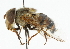  ( - CNC DIPTERA 101907)  @11 [ ] CreativeCommons - Attribution (2011) CNC/CBG Photography Group Centre for Biodiversity Genomics