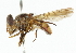  (Copestylum nasica - CNC DIPTERA 101917)  @11 [ ] CreativeCommons - Attribution (2011) CNC/CBG Photography Group Centre for Biodiversity Genomics