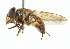  ( - CNC DIPTERA 101919)  @11 [ ] CreativeCommons - Attribution (2011) CNC/CBG Photography Group Centre for Biodiversity Genomics