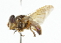  ( - CNC DIPTERA 101920)  @11 [ ] CreativeCommons - Attribution (2011) CNC/CBG Photography Group Centre for Biodiversity Genomics