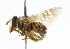  (Copestylum tamaulipanum - CNC DIPTERA 101924)  @11 [ ] CreativeCommons - Attribution (2011) CNC/CBG Photography Group Centre for Biodiversity Genomics