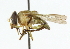  ( - CNC DIPTERA 101932)  @11 [ ] CreativeCommons - Attribution (2011) CNC/CBG Photography Group Centre for Biodiversity Genomics