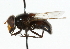  ( - CNC DIPTERA 101933)  @11 [ ] CreativeCommons - Attribution (2011) CNC/CBG Photography Group Centre for Biodiversity Genomics