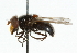  ( - CNC DIPTERA 101934)  @11 [ ] CreativeCommons - Attribution (2011) CNC/CBG Photography Group Centre for Biodiversity Genomics