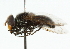  ( - CNC DIPTERA 101935)  @11 [ ] CreativeCommons - Attribution (2011) CNC/CBG Photography Group Centre for Biodiversity Genomics