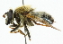  ( - CNC DIPTERA 101947)  @14 [ ] CreativeCommons - Attribution (2011) CNC/CBG Photography Group Centre for Biodiversity Genomics