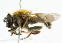  (Criorhina asilica - CNC DIPTERA 101948)  @14 [ ] CreativeCommons - Attribution (2011) CNC/CBG Photography Group Centre for Biodiversity Genomics