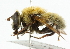  (Matsumyia - CNC DIPTERA 101953)  @14 [ ] CreativeCommons - Attribution (2011) CNC/CBG Photography Group Centre for Biodiversity Genomics