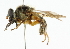  ( - CNC DIPTERA 101954)  @11 [ ] CreativeCommons - Attribution (2011) CNC/CBG Photography Group Centre for Biodiversity Genomics