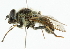  ( - CNC DIPTERA 101956)  @11 [ ] CreativeCommons - Attribution (2011) CNC/CBG Photography Group Centre for Biodiversity Genomics