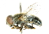  ( - CNC DIPTERA 101968)  @14 [ ] CreativeCommons - Attribution (2011) CNC/CBG Photography Group Centre for Biodiversity Genomics