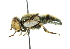  ( - CNC DIPTERA 101969)  @13 [ ] CreativeCommons - Attribution (2011) CNC/CBG Photography Group Centre for Biodiversity Genomics