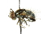  ( - CNC DIPTERA 101971)  @12 [ ] CreativeCommons - Attribution (2011) CNC/CBG Photography Group Centre for Biodiversity Genomics