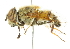  ( - CNC DIPTERA 101975)  @11 [ ] CreativeCommons - Attribution (2011) CNC/CBG Photography Group Centre for Biodiversity Genomics