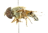  ( - CNC DIPTERA 101976)  @11 [ ] CreativeCommons - Attribution (2011) CNC/CBG Photography Group Centre for Biodiversity Genomics